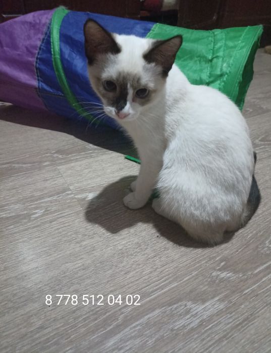 Кошечка,3 мес.в добрые руки