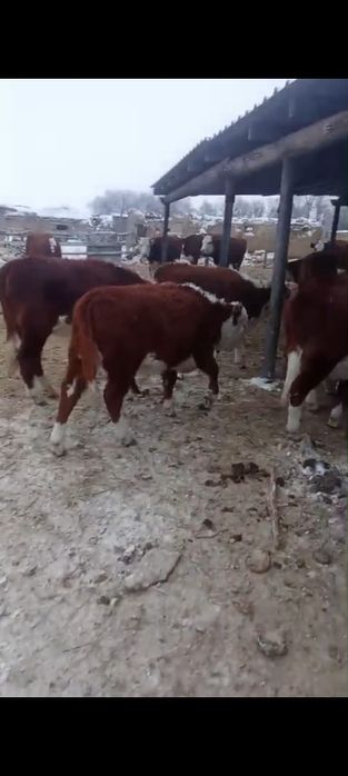 Қызыл қасқа, подсос