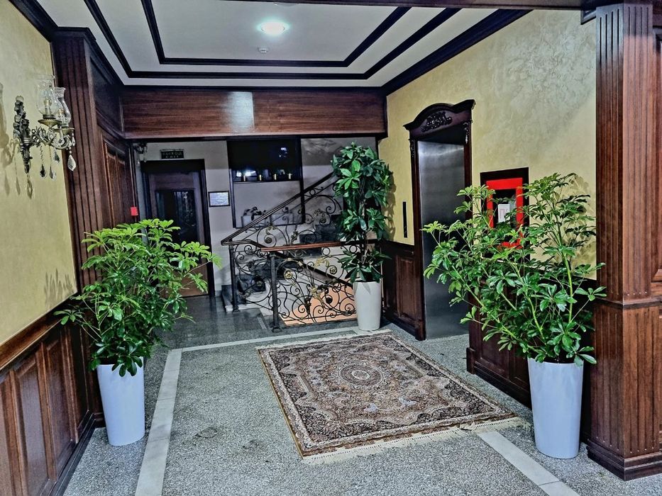 Офисные растения цветы