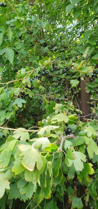 продам дачу в черте города