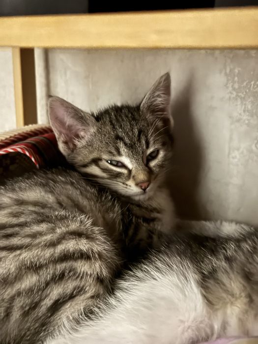 Отдам котят бесплатно