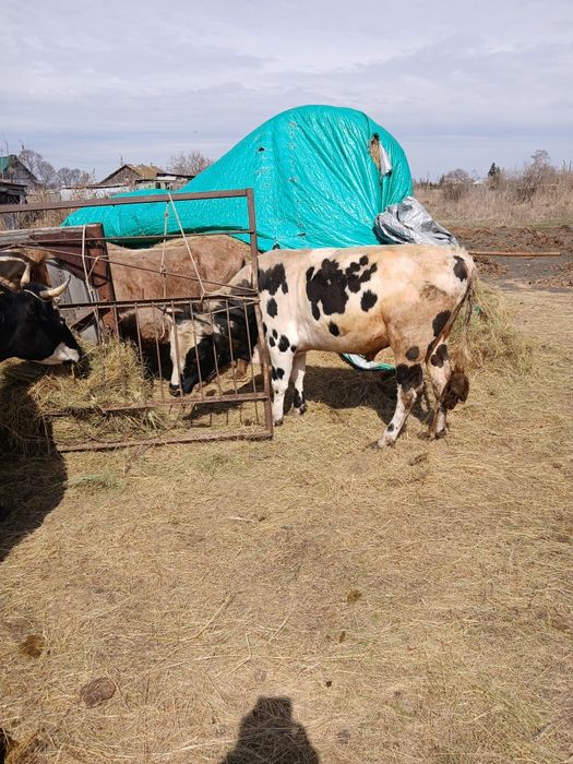 Продам быка наплемя