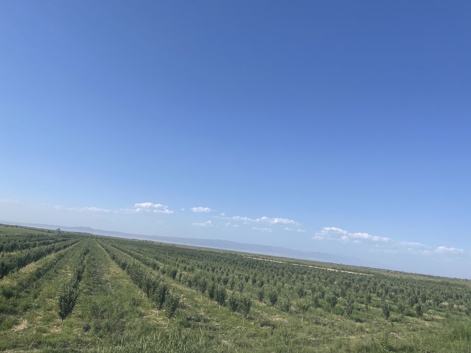 Продам землю 62 га