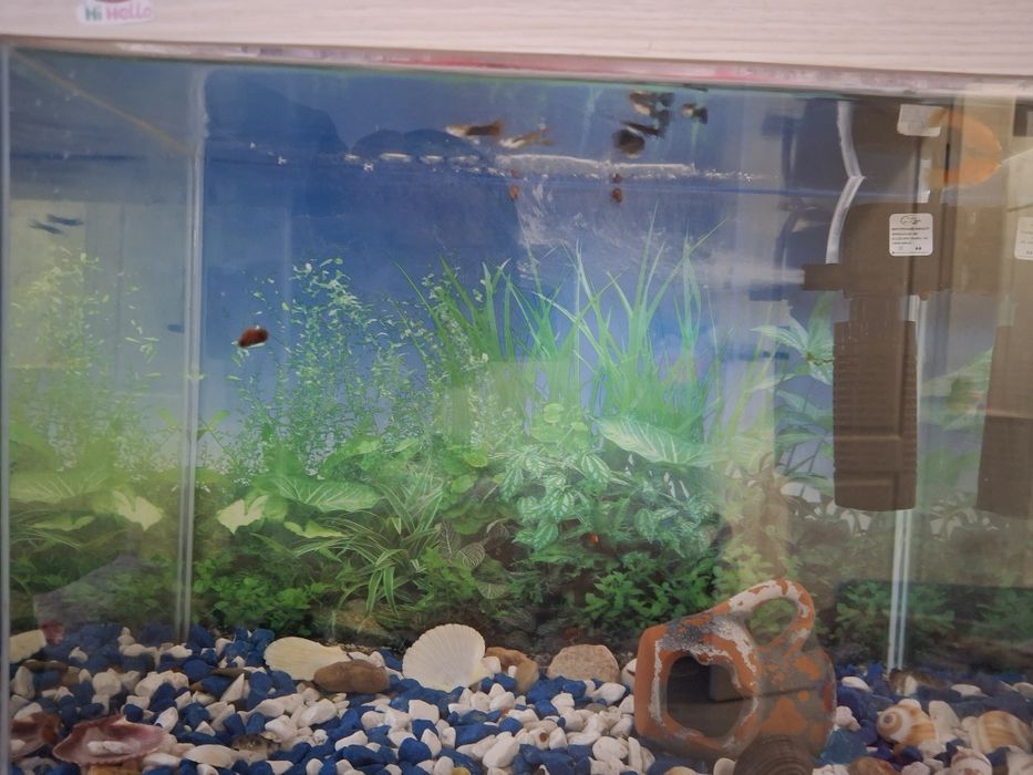 Аквариум с рыбками