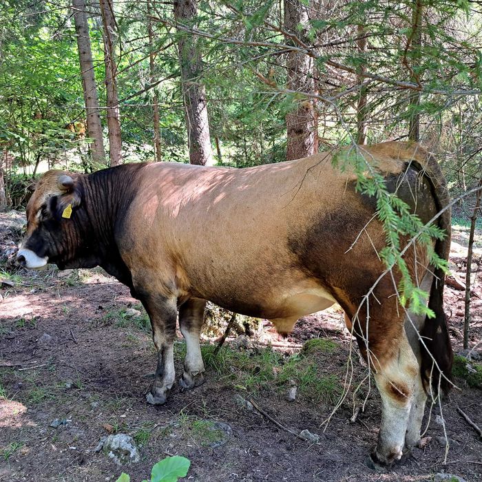 Tauras AUBRAC 18 luni