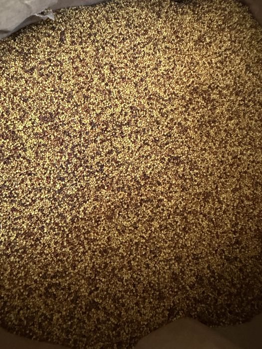 Беда уруг (оригинал) Туркия ва Узбекистан 100% Kafolat beramiz