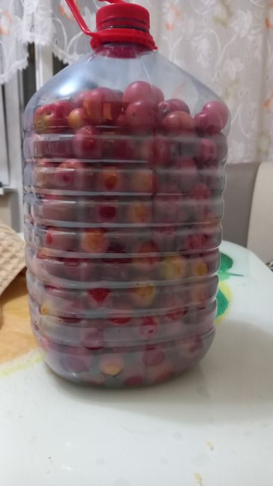Слива красная домашняя