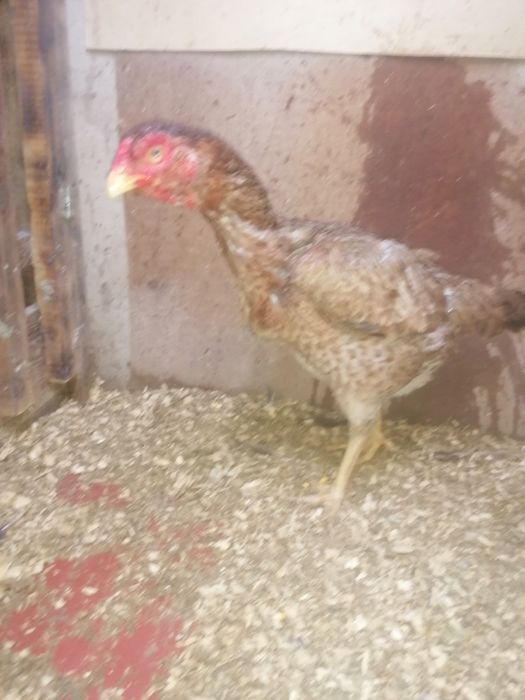 Дакан ка  кореянка