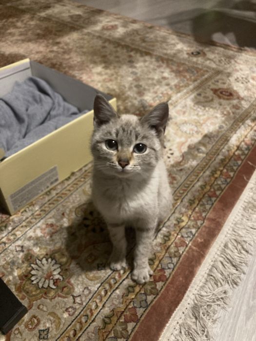 Котенок-девочка табби пойнт