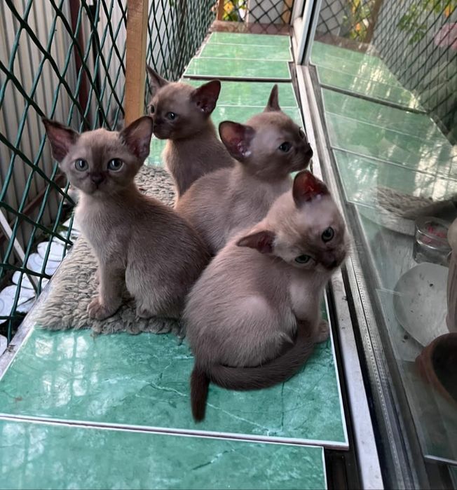 Европейская бурма бронь