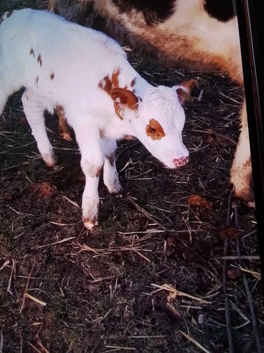 Vând junici gestante și una care abia a fătat un vițel frumos.