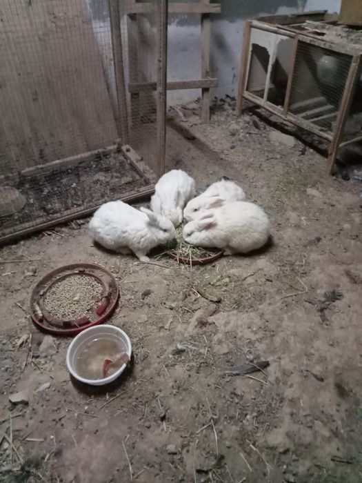Кролики 3самки 1сомец