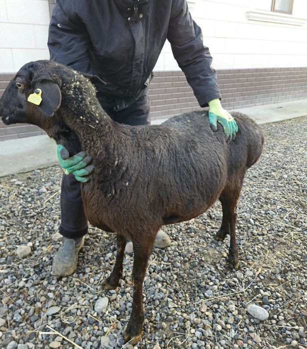 Қошқар , тоқты , қой сатылады .