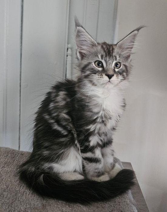 Pisicuta maine coon