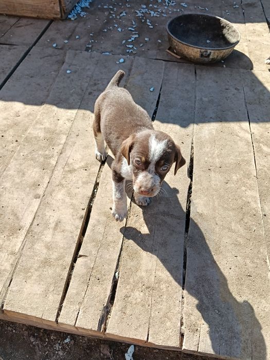 Подам щенков драадхара