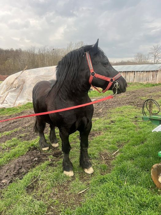 Mânză neagră din cai grei