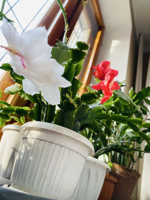 Продам 3 горшка с декабристом!