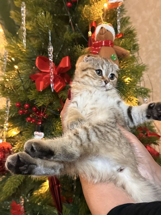 Скотиш фолд  вислаухие