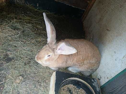 продавам зайци великани белгиски и жълти