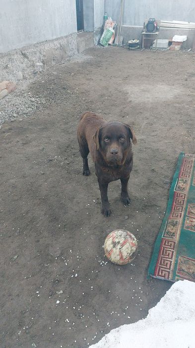 Найдена собака лабрадор