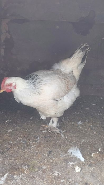 Курицы 9штук 1петух