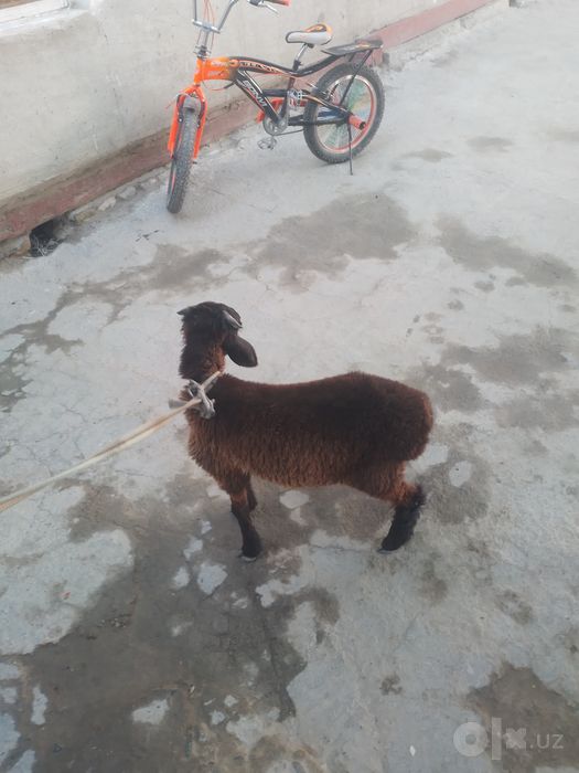 Qazoqi  q6chqorbarra  sotiladi