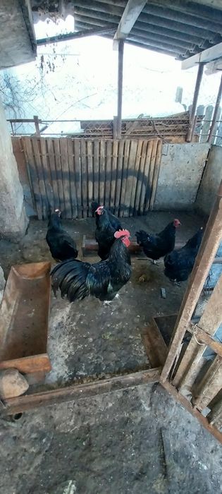 Vând ouă australorp