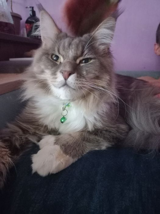 Продам мейн-куна