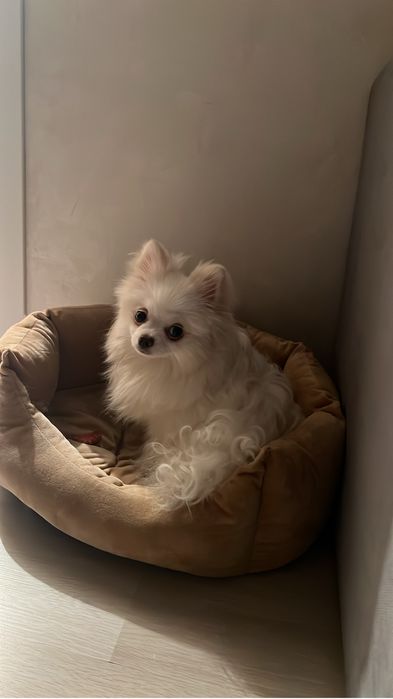 Продам шпиц померанский