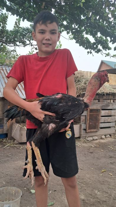Дакан кораз 1.5 жас