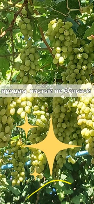 Продаётся виноград домашние