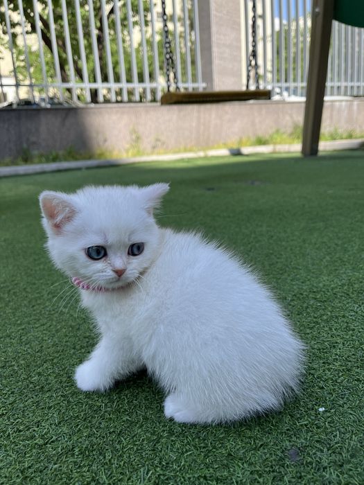 Продаются котята , mushuk sotiladi