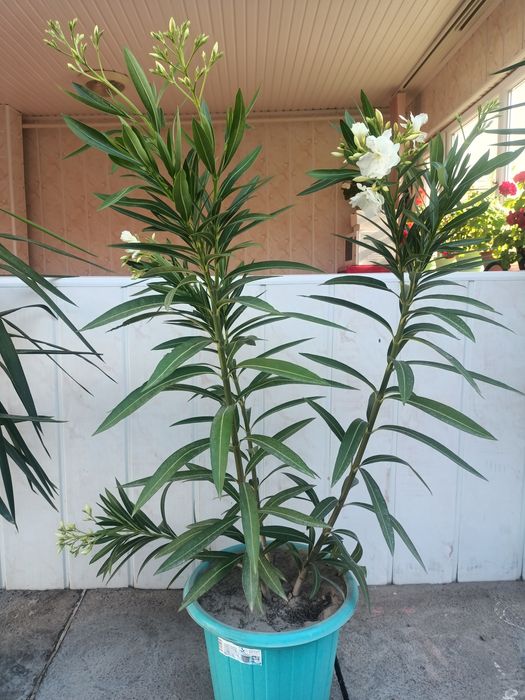 Замечательные цветы