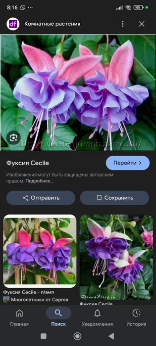 Фуксии ,укоренившиеся черенки.