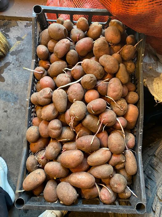 Картофель семенной