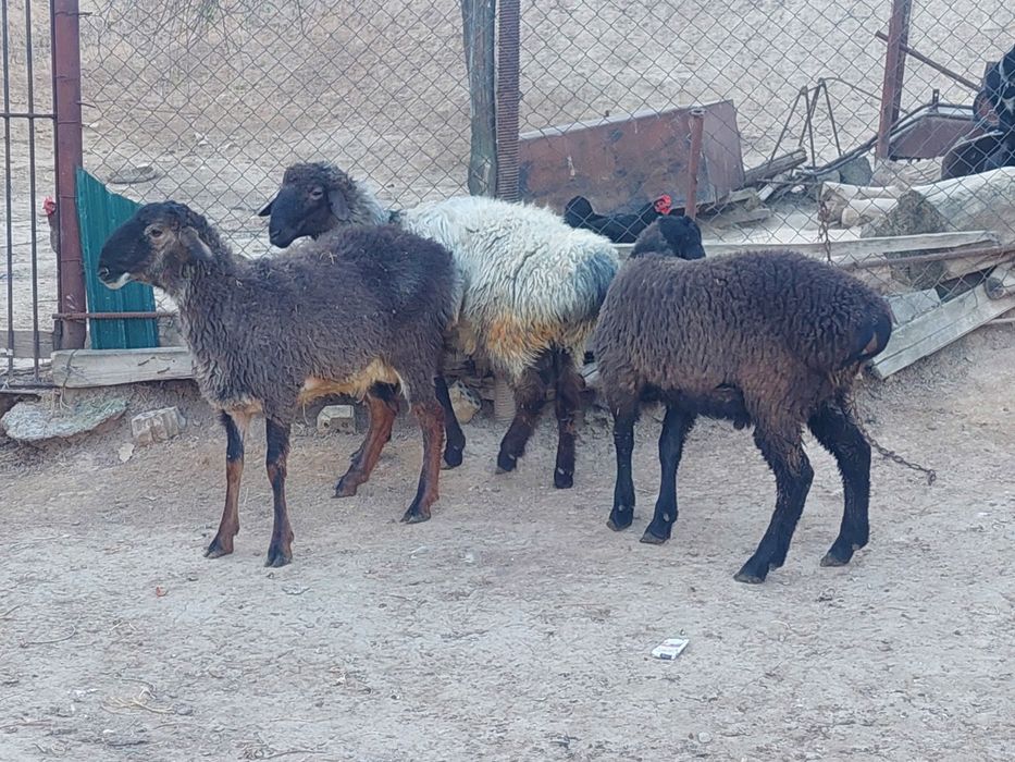 Продаются откормленные бараны