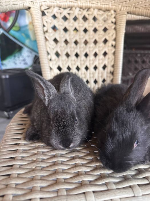 Quyon bolalari arzon narxlarda