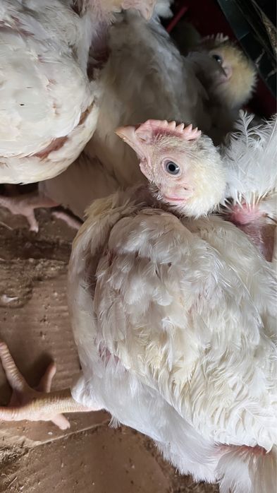 Pui alb de carne de vanzare