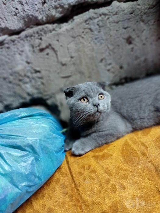 Продаётся классный мальчик фолд