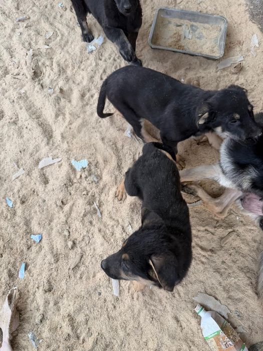 Щенки восточноевропейская овчарка