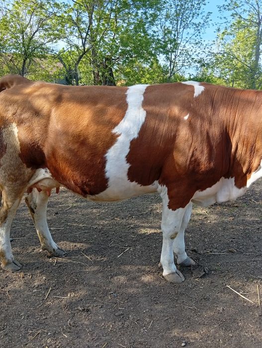 Vacă tânără, bălțată românească