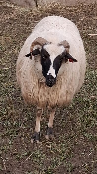 De vânzare 2 oi bune