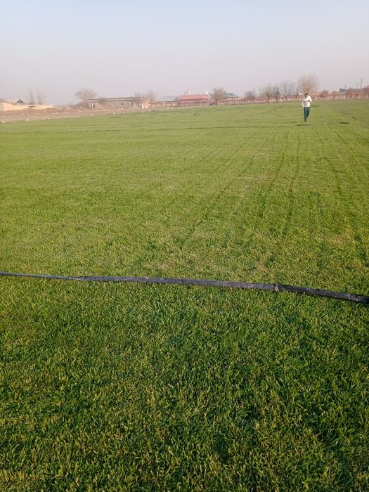 Газон тайори рулон 45000сум gazon