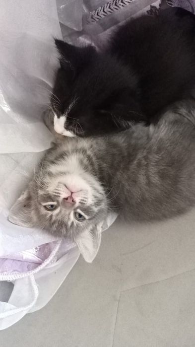 Котята в хорошие руки