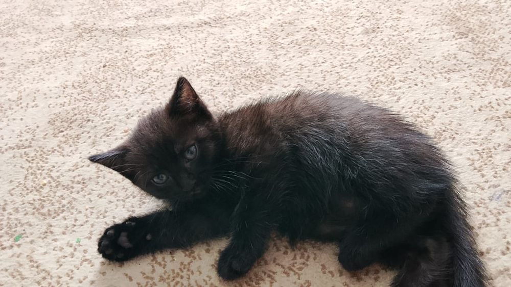 Отдам  котенка приученного