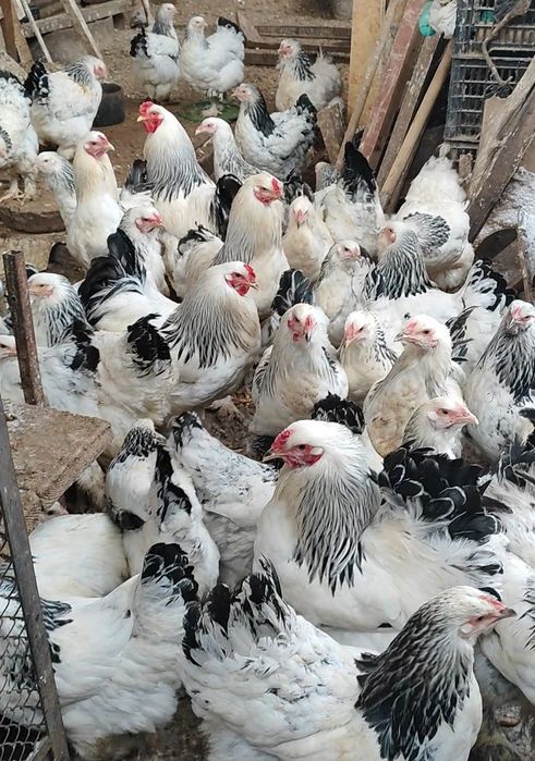 Петушки Брама светлая