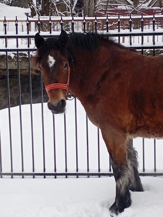 De vânzare mânza de doi ani