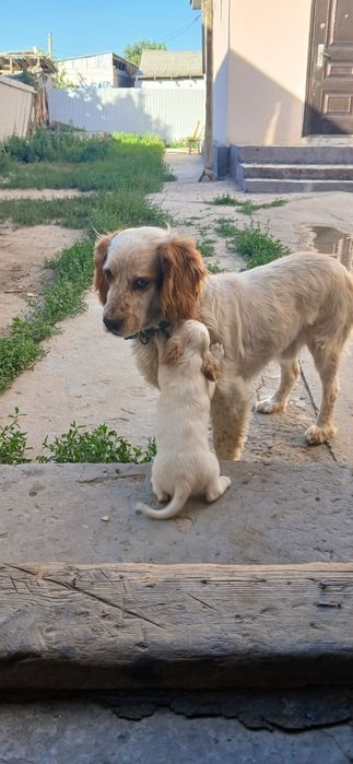 Охотничие щенки.