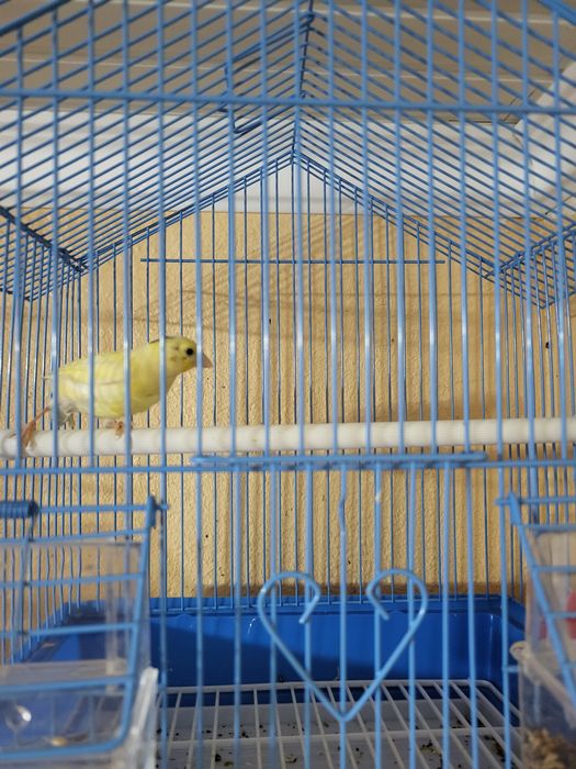 Продам кенора и канарейку