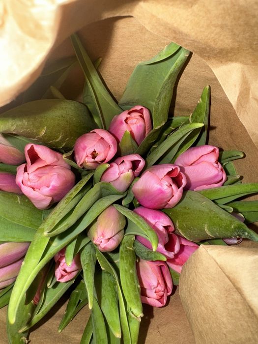 Голландские тюльпаны